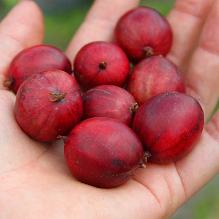 Фото Крыжовник Командор