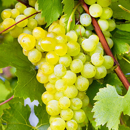 Фото Виноград Монарх