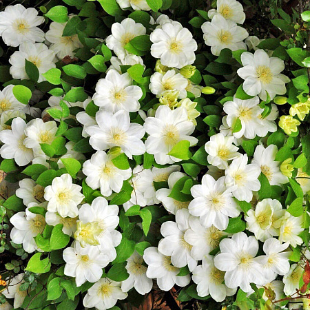 Фото Клематис витицелла Гернси Крим