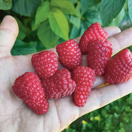 Фото Малина летняя Патриция