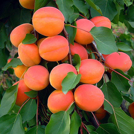 Фото Абрикос Авдеевский