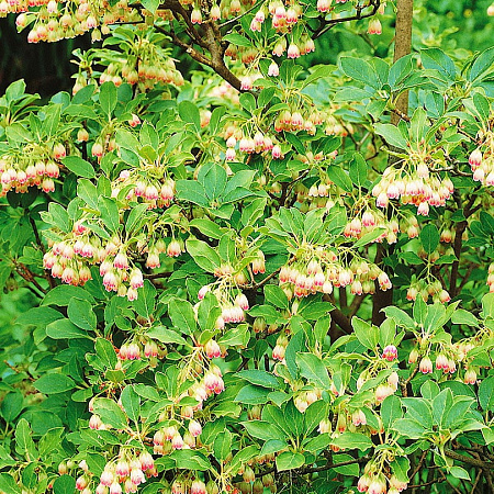 Фото Энкиантус колокольчатый