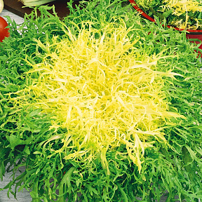 Эндивий Мирна