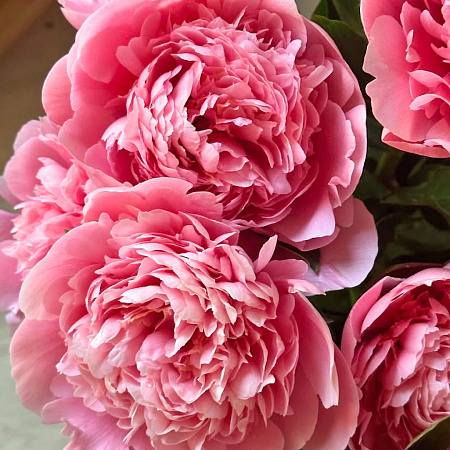 Фото Пион травянистый Этчед Салмон