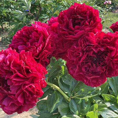 Фото Пион Кэрол