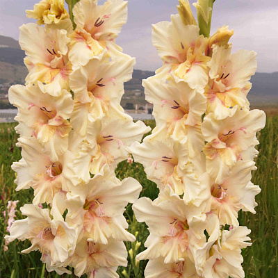 Гладиолус Властелин