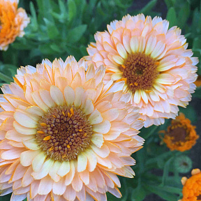 Календула Розовый сюрприз