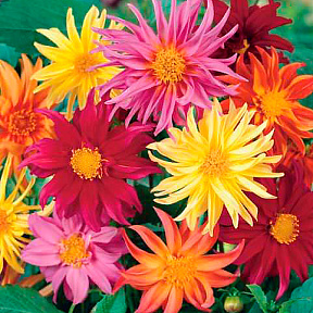 Георгин Кактус Яркий набор