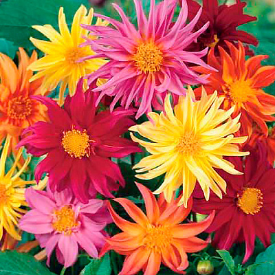 Георгин Кактус Яркий набор