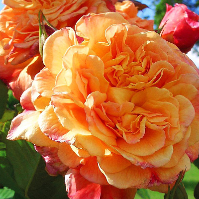 Роза плетистая-клаймбер Алоха
