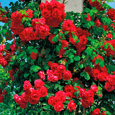 Роза плетистая клаймбер Пол Скарлет