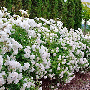 Роза почвопокровная Вайт фейри