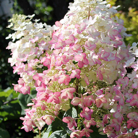 Фото Гортензия метельчатая Энджелс Блаш