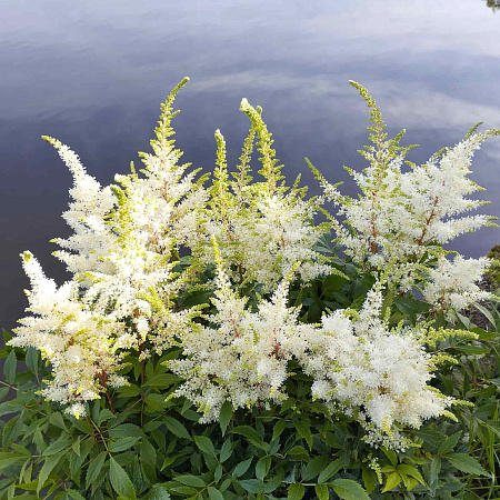 Фото Астильба Хеппи Дей