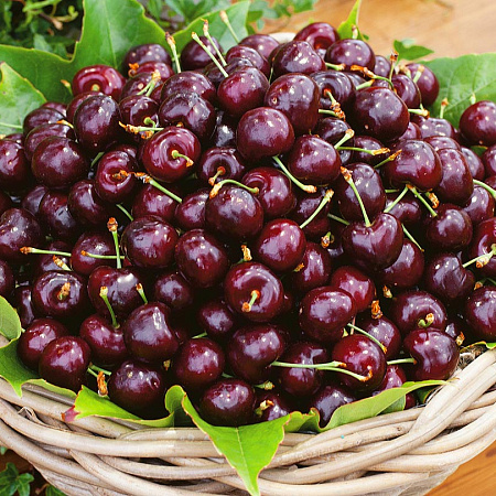 Фото Черешня Подарок Степанову