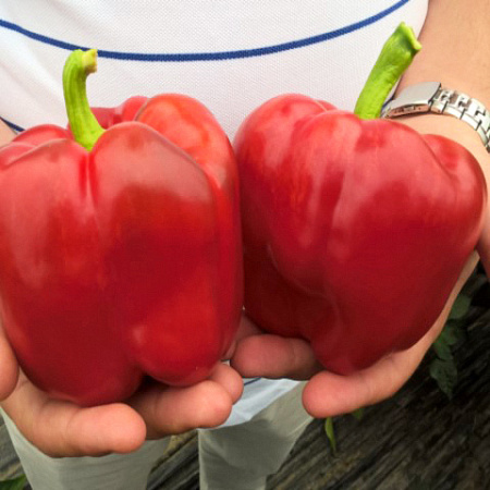 Фото Перец сладкий Прокрафт F1