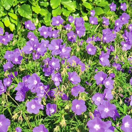 Фото Герань гибридная Бруксайд