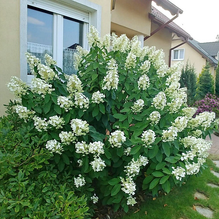 Фото Гортензия Левана