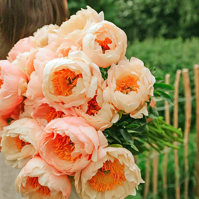 Пион травянистый Кингс Дэй