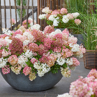 Гортензия метельчатая Граундбрейкер Блаш