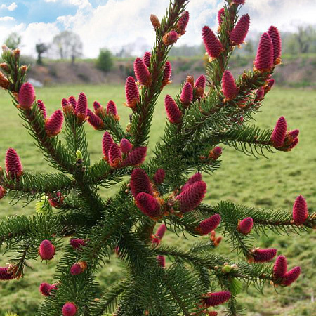 Фото Ель обыкновенная Акрокона