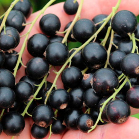 Фото Смородина Марьюшка