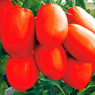Помидор Царевна Лебедь F1