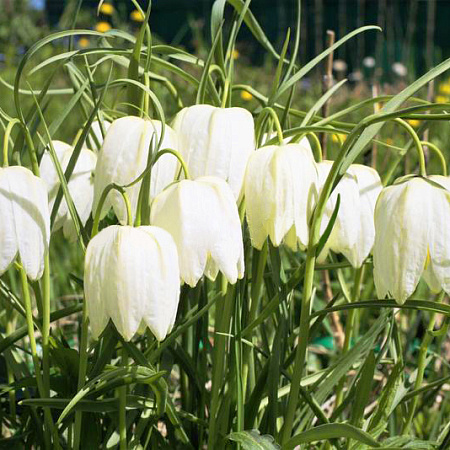 Фото Рябчик шахматный белый