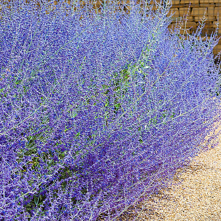 Фото Перовския Голубой Шпиль