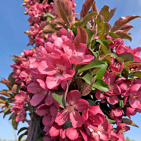 Фото Яблоня декоративная колоновидная Малиновое ожерелье