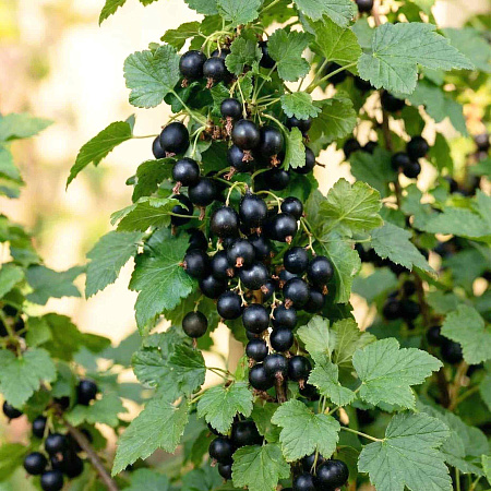 Фото Смородина Валовая