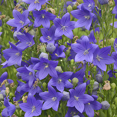 Ширококолокольчик Крупноцветковый