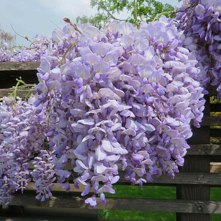 Фото Глициния китайская Пролифик