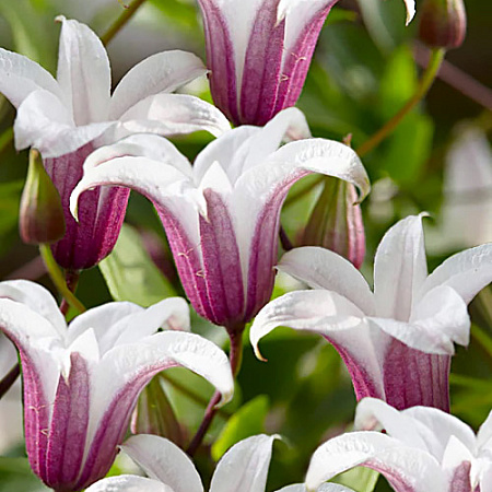 Фото Клематис Принцесс Кейт