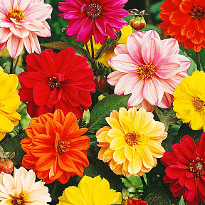 Георгин Гиганты набор 0,15гр