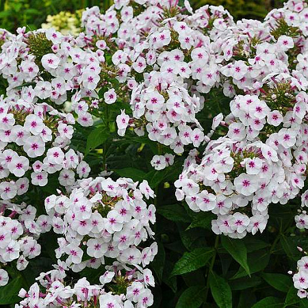 Фото Флокс Любимчик Майк