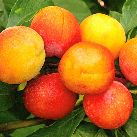 Фото Комплект полукарликовых слив №3: Маньчжурская красавица, Жемчужина Урала, Скромница