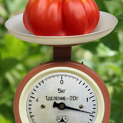 Помидор Элефант