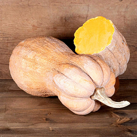 Фото Тыква Виолина