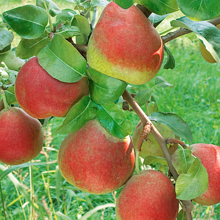 Фото Груша Веселинка