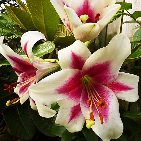 Фото Лилия ЛО-гибрид Триумфатор