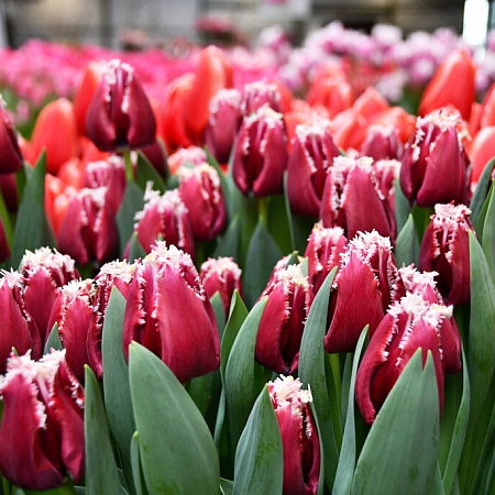 Фото Тюльпан бахромчатый Сан Пабло