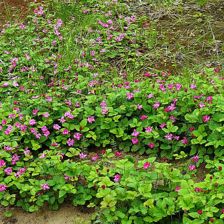 Фото Княженика обыкновенная