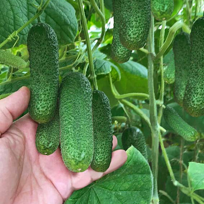 Огурец Шопен F1 5шт