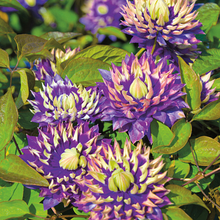 Фото Клематис Тайга