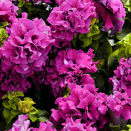 Фото Петуния Дубл каскад Бургунди