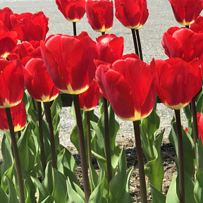 Тюльпан дарвинов гибрид Фостери Кинг