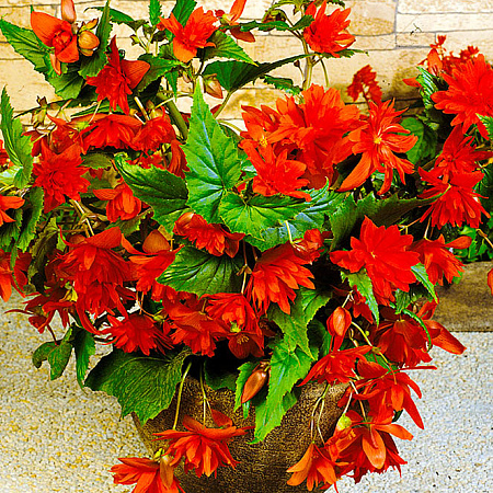 Фото Бегония ампельная Красная