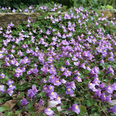 Фото Цимбалярия постенная