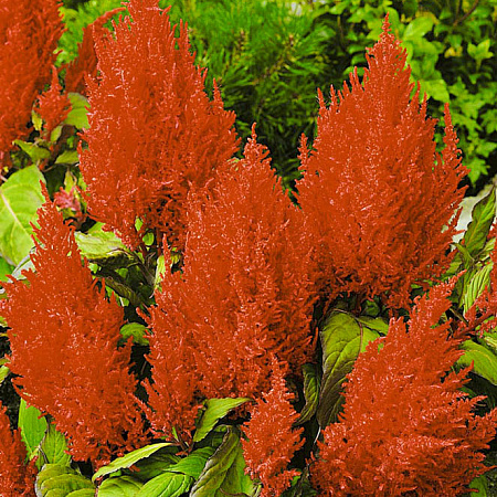 Фото Целозия Красное перо